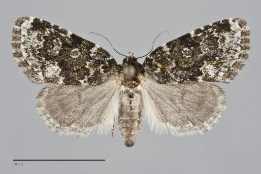 Cryphia cuerva