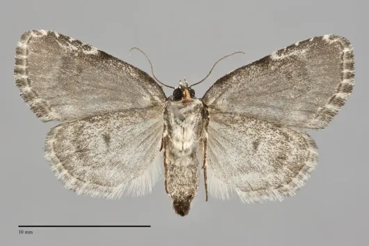Cryphia cuerva
