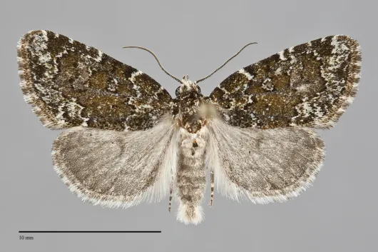 Cryphia cuerva