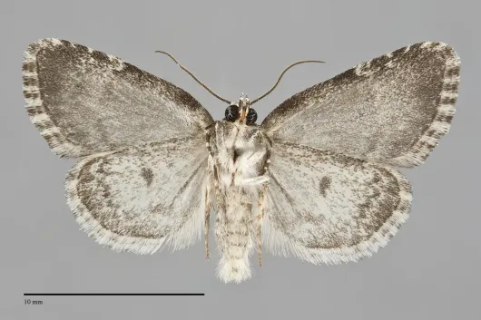 Cryphia cuerva