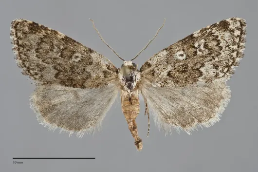 Cryphia olivacea