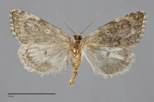 Cryphia olivacea