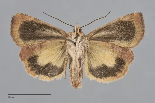 Cryptocala acadiensis