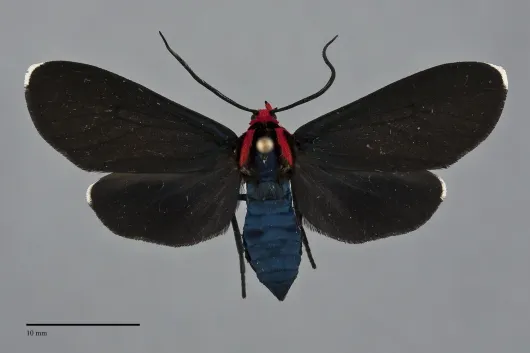 Ctenucha rubroscapus