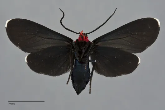 Ctenucha rubroscapus