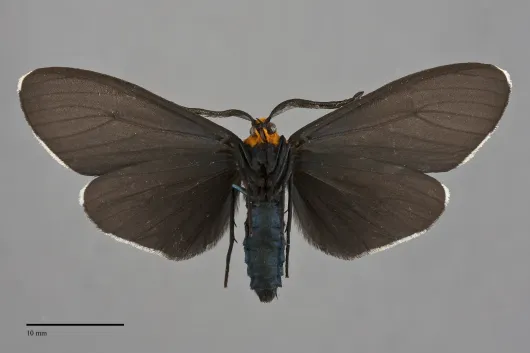 Ctenucha virginica