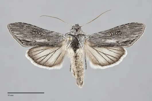 Cucullia antipoda