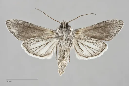 Cucullia antipoda