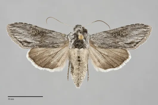 Cucullia antipoda