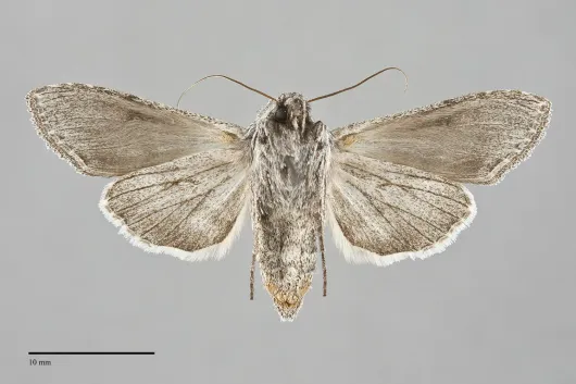 Cucullia antipoda