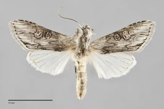 Cucullia basipuncta