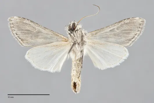 Cucullia basipuncta