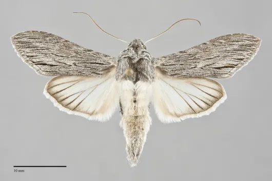 Cucullia dorsalis