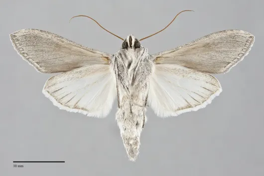 Cucullia dorsalis