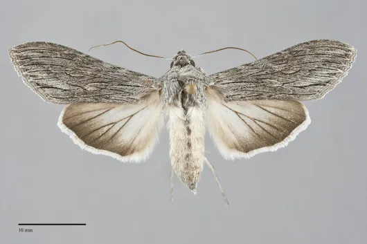 Cucullia dorsalis
