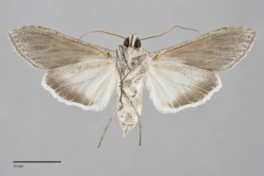Cucullia dorsalis