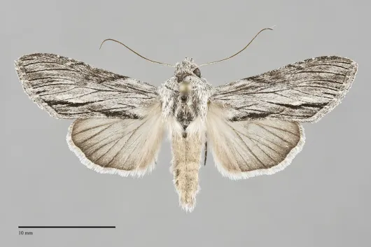 Cucullia eulepis