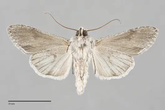Cucullia eulepis
