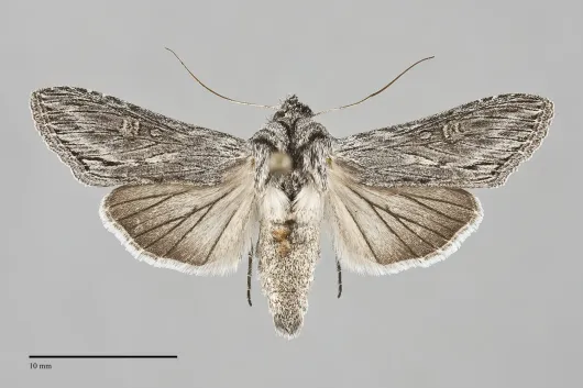 Cucullia eurekae