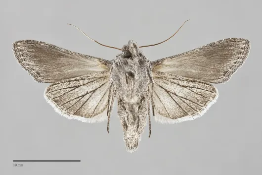 Cucullia eurekae