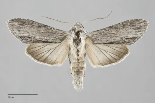 Cucullia florea