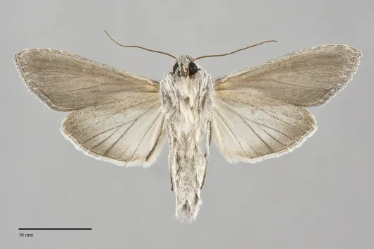Cucullia florea