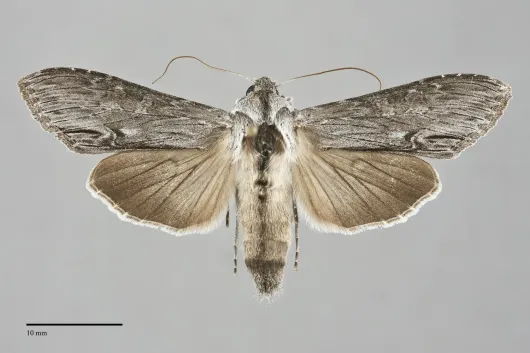 Cucullia florea