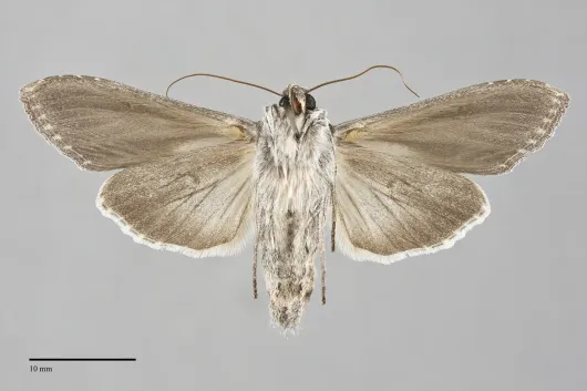 Cucullia florea