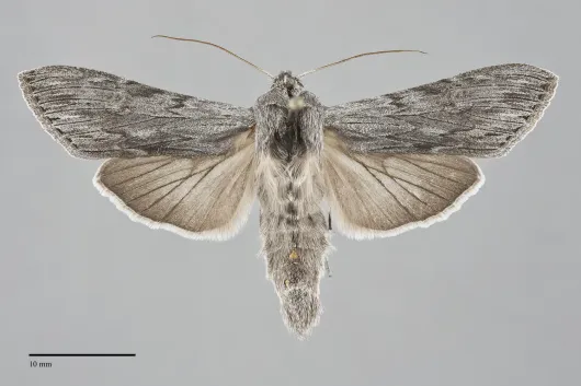 Cucullia intermedia