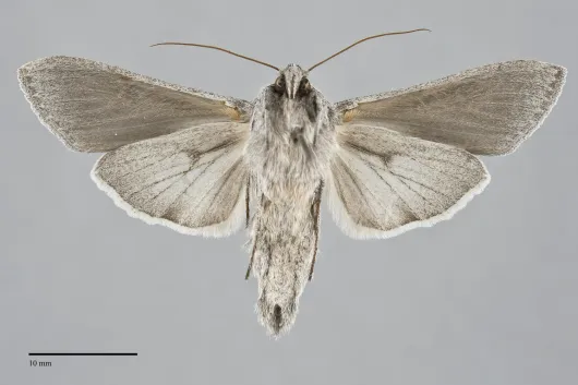 Cucullia intermedia