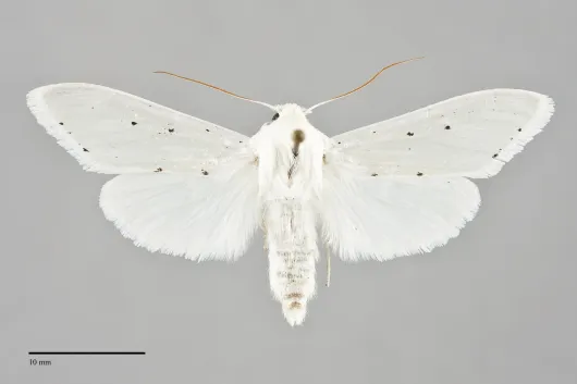 Cucullia luna