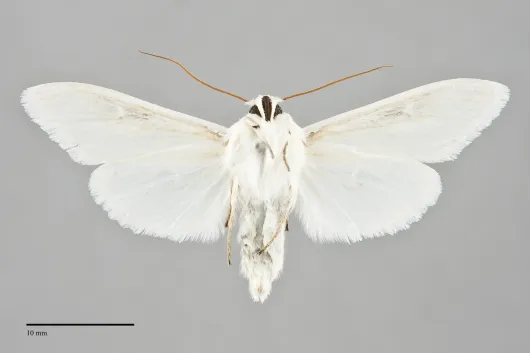 Cucullia luna