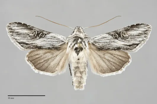 Cucullia mcdunnoughi