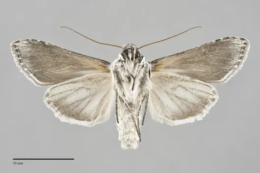 Cucullia mcdunnoughi