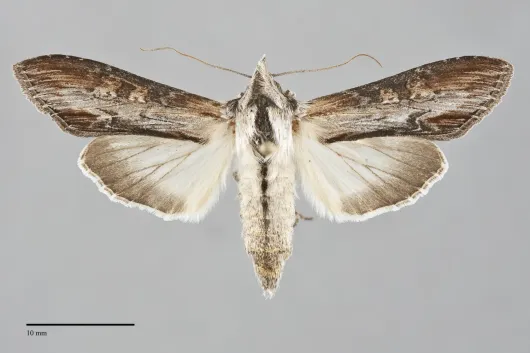 Cucullia montanae