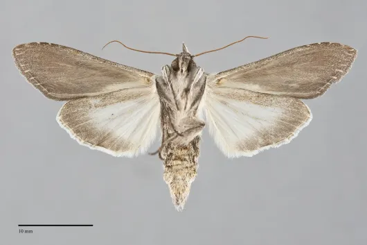 Cucullia montanae