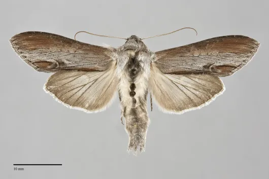 Cucullia omissa