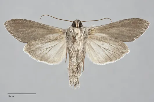 Cucullia omissa