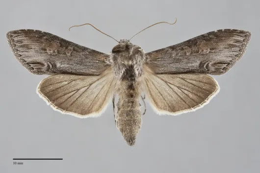 Cucullia postera