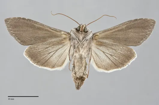 Cucullia postera