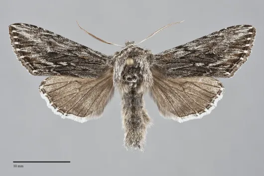 Cucullia pulla