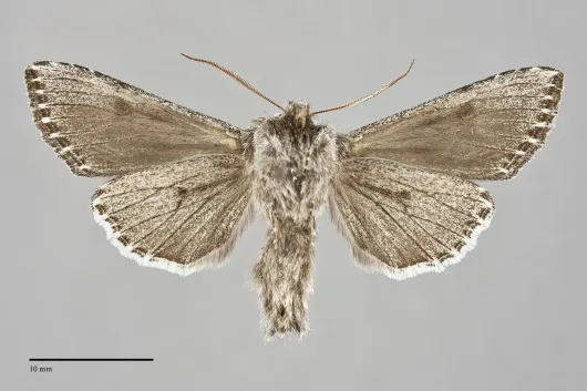 Cucullia pulla