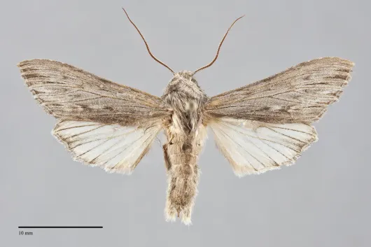 Cucullia serraticornis