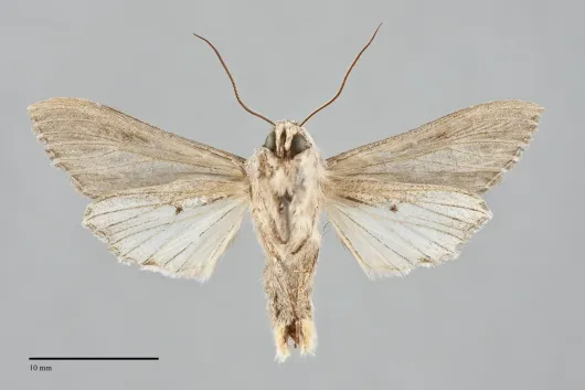 Cucullia serraticornis