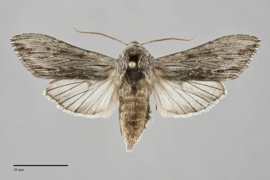 Cucullia serraticornis