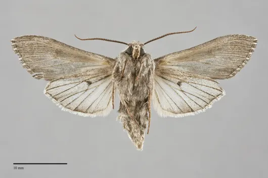 Cucullia serraticornis