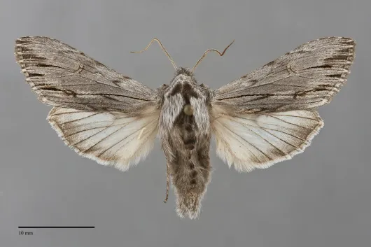 Cucullia serraticornis