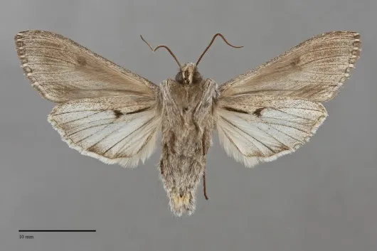 Cucullia serraticornis