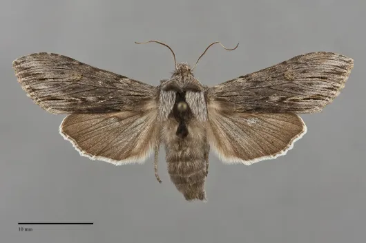 Cucullia serraticornis