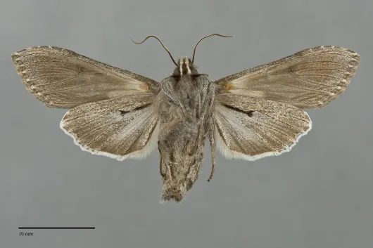 Cucullia serraticornis